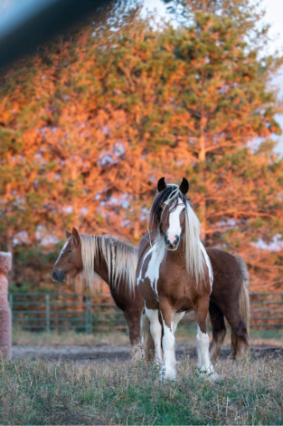 HorseID: 2314911 Bonbon - PhotoID: 1100745