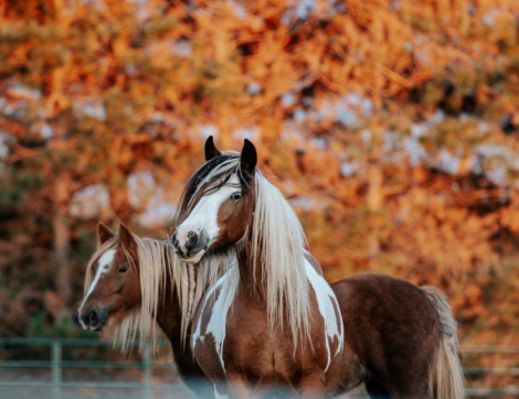 HorseID: 2314911 Bonbon - PhotoID: 1100746