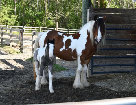 HorseID: 2314911 Bonbon - PhotoID: 1100747
