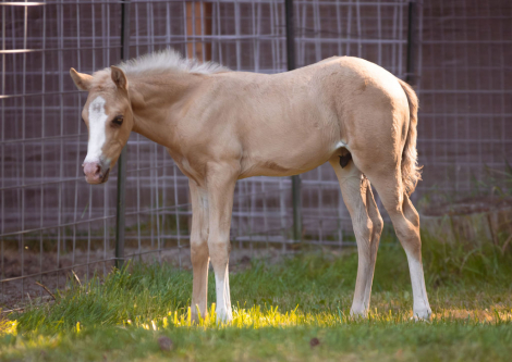 HorseID: 2314912 Flashy Cow-Bred Palomino Colt - PhotoID: 1100742
