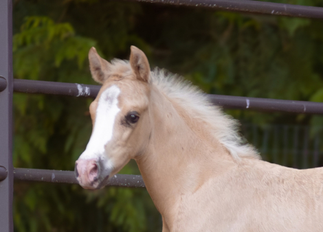 HorseID: 2314912 Flashy Cow-Bred Palomino Colt - PhotoID: 1100743