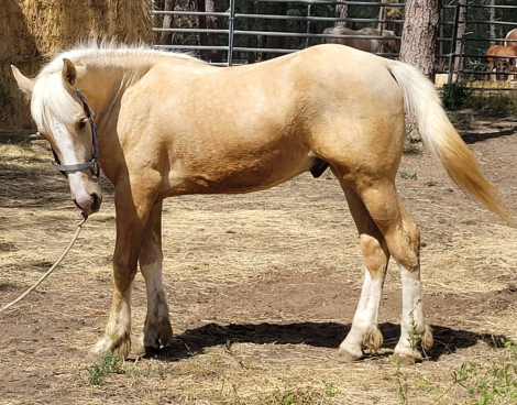 HorseID: 2314915 Half Percheron - PhotoID: 1100750