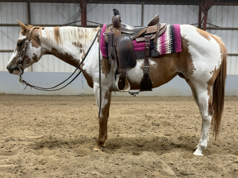HorseID: 2314917 MISS FANCY INVITATION - PhotoID: 1100752