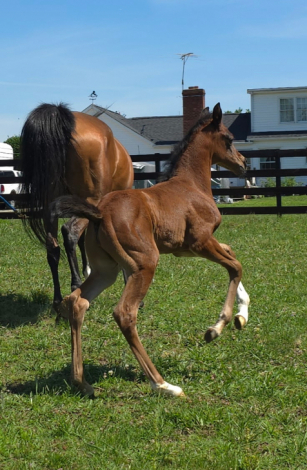 HorseID: 2314919 CAF Lilith - PhotoID: 1100754