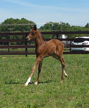 HorseID: 2314919 CAF Lilith - PhotoID: 1100755