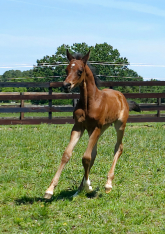 HorseID: 2314919 CAF Lilith - PhotoID: 1100756