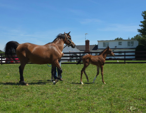 HorseID: 2314919 CAF Lilith - PhotoID: 1100757