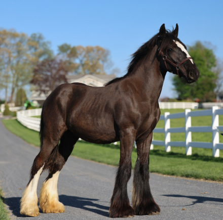 HorseID: 2314922 DDV Lady’s Little Ember - PhotoID: 1100760