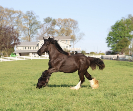 HorseID: 2314922 DDV Lady’s Little Ember - PhotoID: 1100761
