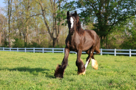 HorseID: 2314922 DDV Lady’s Little Ember - PhotoID: 1100762