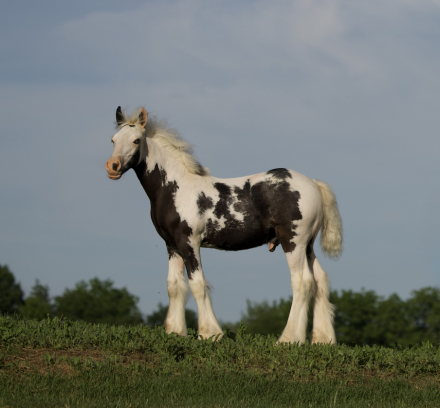 HorseID: 2314923 DDV The Alpha and Omega - PhotoID: 1100763