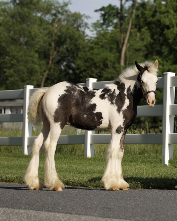 HorseID: 2314923 DDV The Alpha and Omega - PhotoID: 1100764