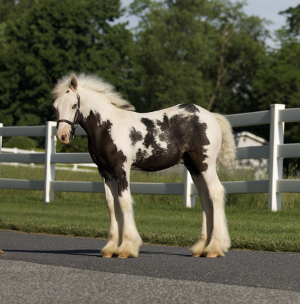 HorseID: 2314923 DDV The Alpha and Omega - PhotoID: 1100765
