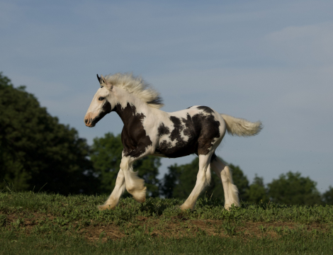 HorseID: 2314923 DDV The Alpha and Omega - PhotoID: 1100766