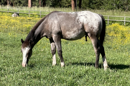HorseID: 2314924 WTC Ole Man Chizum - PhotoID: 1100767