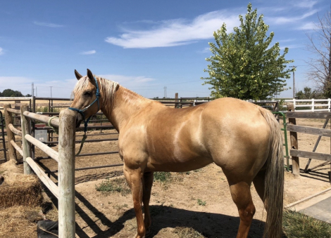 HorseID: 2314925 Sparkin Up A Shine - PhotoID: 1100772