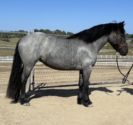 HorseID: 2314927 Velvet - PhotoID: 1100776