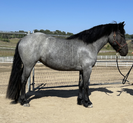 HorseID: 2314927 Velvet - PhotoID: 1100777