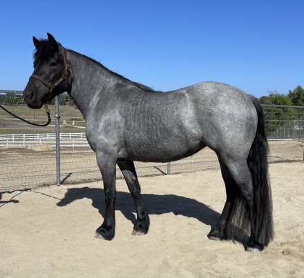 HorseID: 2314927 Velvet - PhotoID: 1100778