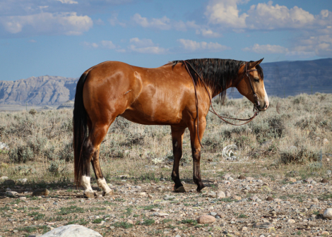 HorseID: 2314929 Wimpys Spook N Whiz - PhotoID: 1100788