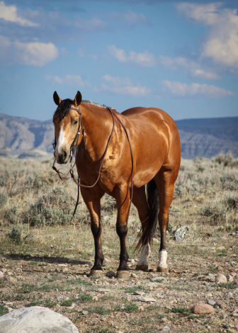 HorseID: 2314929 Wimpys Spook N Whiz - PhotoID: 1100791