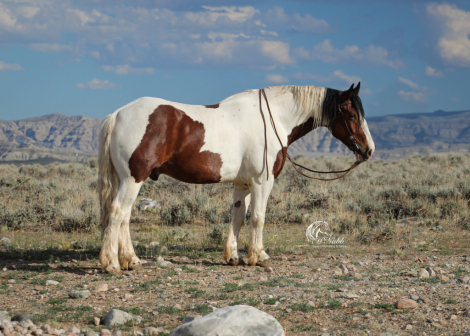 HorseID: 2314931 Remington - PhotoID: 1100784