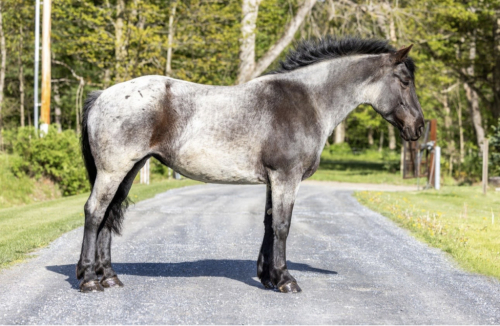 HorseID: 2314932 Fiona - PhotoID: 1100793