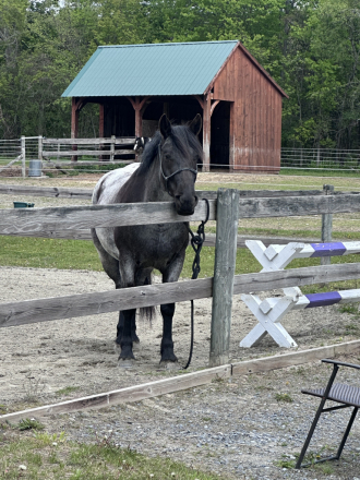 HorseID: 2314932 Fiona - PhotoID: 1100794