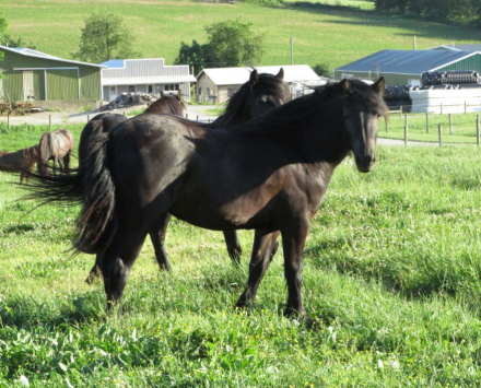 HorseID: 2314934 Conwood Jewel - PhotoID: 1100795
