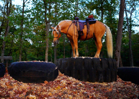 HorseID: 2314935 John Hugh - PhotoID: 1100797