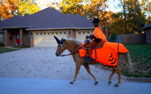 HorseID: 2314935 John Hugh - PhotoID: 1100800
