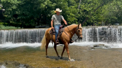 HorseID: 2314935 John Hugh - PhotoID: 1100801
