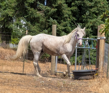 HorseID: 2314936 Dude - PhotoID: 1100802