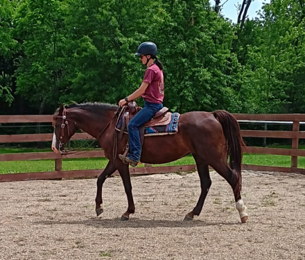 HorseID: 2314941 Gracious Gracie - PhotoID: 1100806