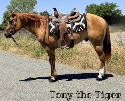 HorseID: 2314948 Tony the Tiger - PhotoID: 1100809