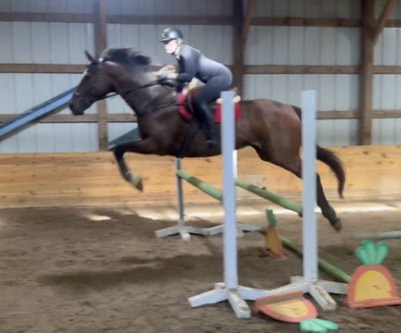HorseID: 2314951 SWAYDE - PhotoID: 1100813