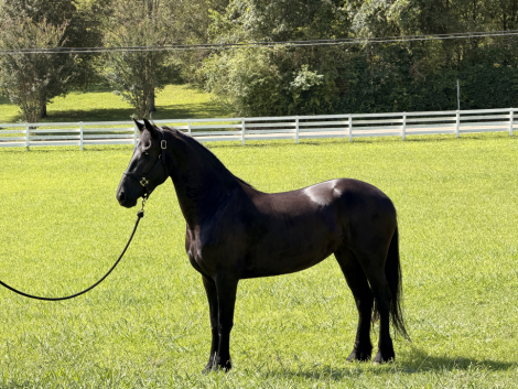 HorseID: 2314953 Valkyrie - PhotoID: 1100822