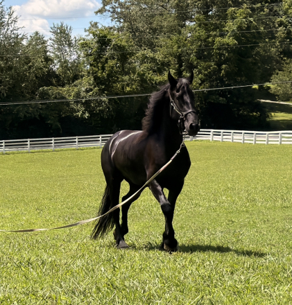 HorseID: 2314953 Valkyrie - PhotoID: 1100823