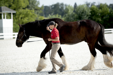 HorseID: 2314954 Big Sky Tuff's Winston - PhotoID: 1100827