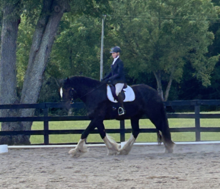 HorseID: 2314954 Big Sky Tuff's Winston - PhotoID: 1100829