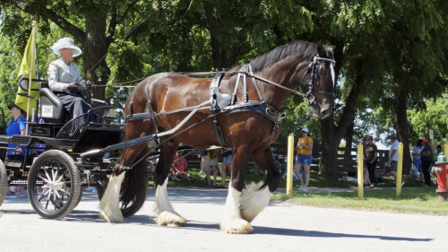 HorseID: 2314954 Big Sky Tuff's Winston - PhotoID: 1100831