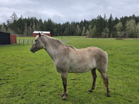 HorseID: 2314956 Dolly's Spanish Sunrise - PhotoID: 1100834
