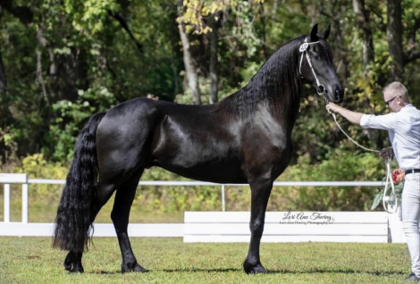 HorseID: 2314957 Priamos Black Gold - PhotoID: 1100842