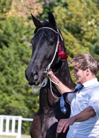 HorseID: 2314957 Priamos Black Gold - PhotoID: 1100843
