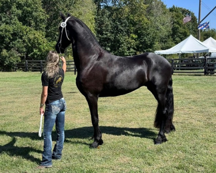 HorseID: 2314957 Priamos Black Gold - PhotoID: 1100844