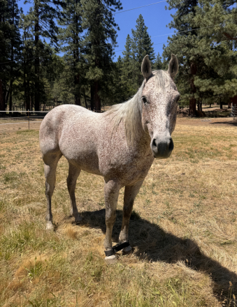 HorseID: 2314959 Finn - PhotoID: 1100838