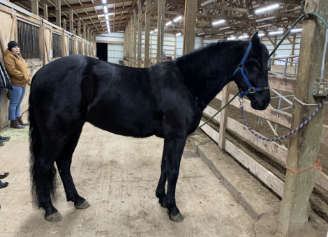 HorseID: 2314962 Cream Ridge Julius FN - PhotoID: 1100849