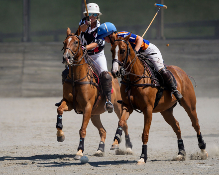 HorseID: 2314971 Oliver - PhotoID: 1100853