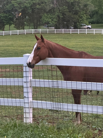 HorseID: 2314971 Oliver - PhotoID: 1100854