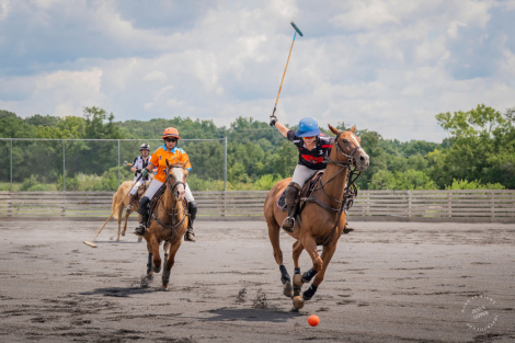 HorseID: 2314971 Oliver - PhotoID: 1100855